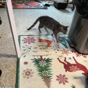 Electric Can Opener
